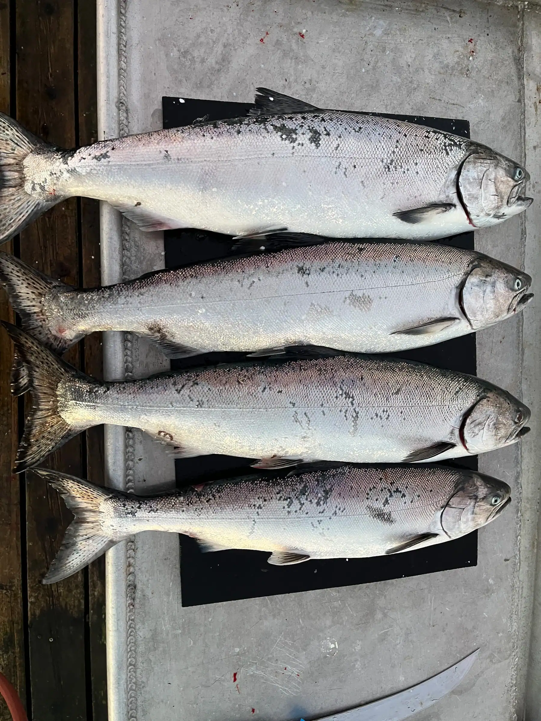 Chinook salmon laid out on a cutting board