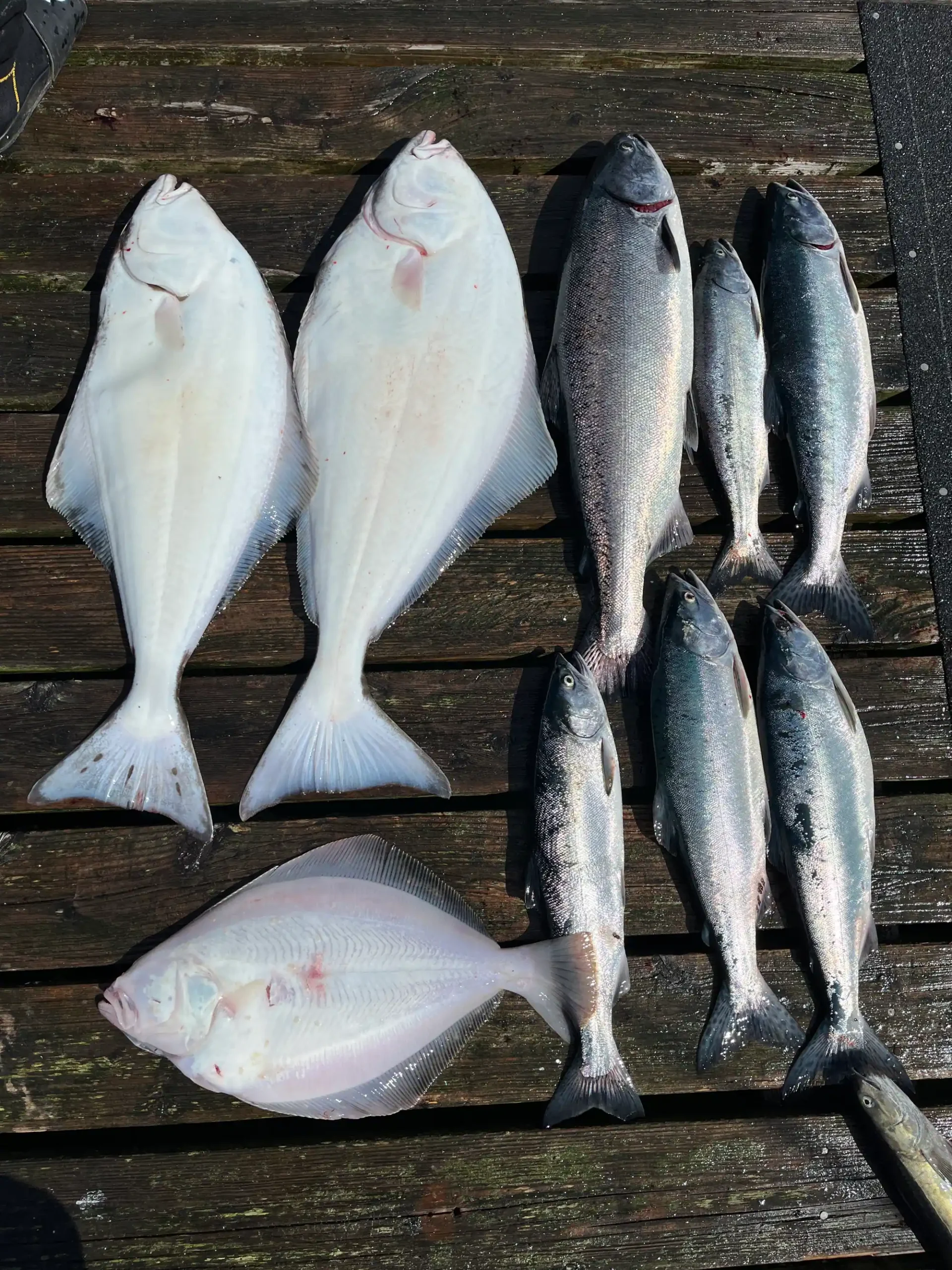 Halibut and salmon laid out on the dock