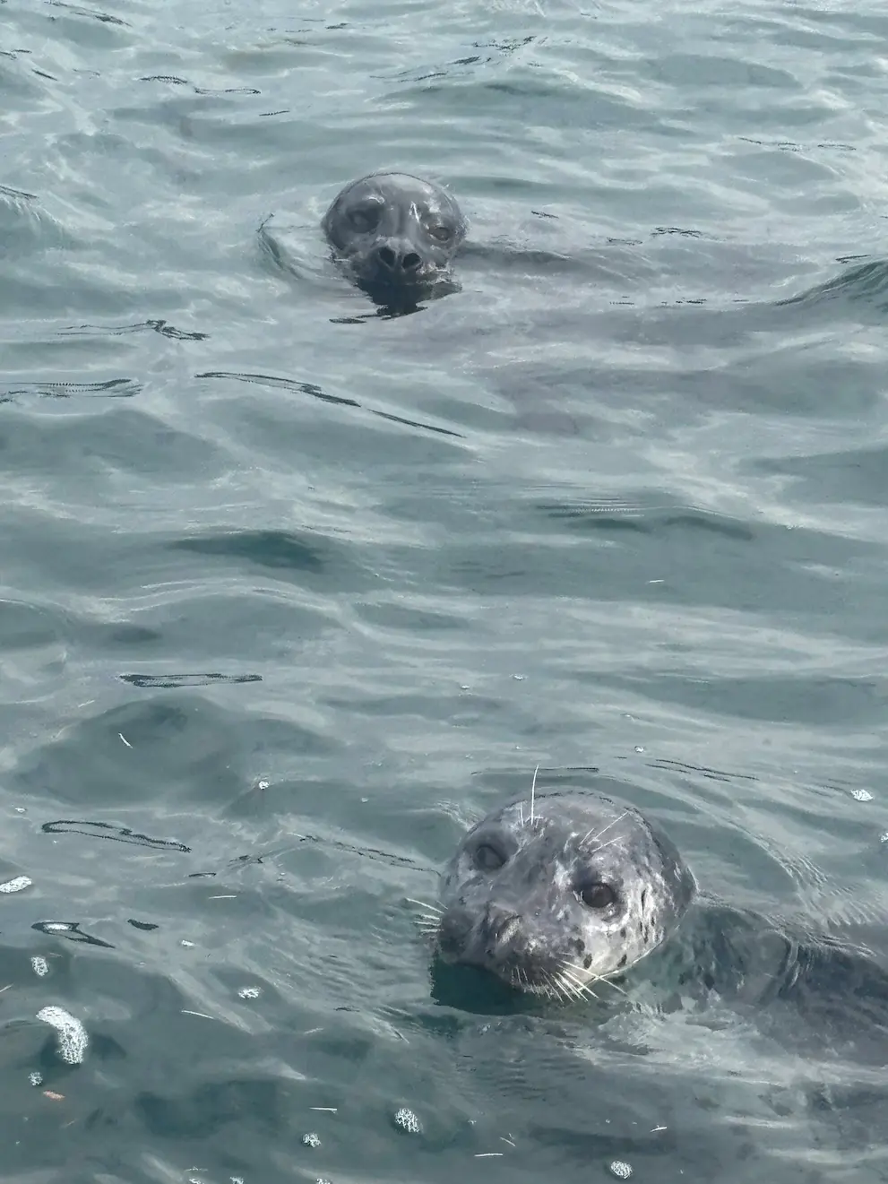 Two harbour seals in the water