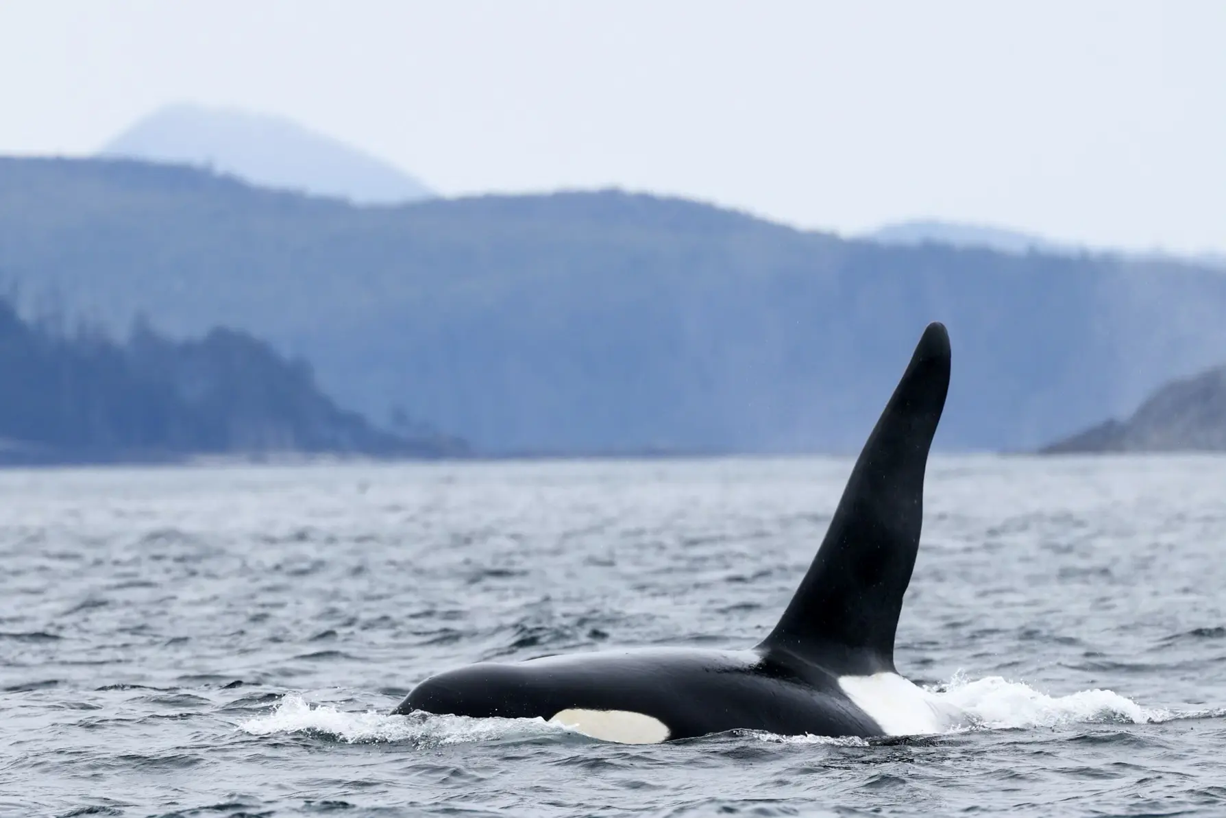 Wildlife sighting near the boat