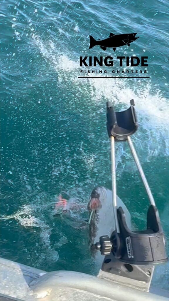 King Tide Hog-tober Fest reel 1