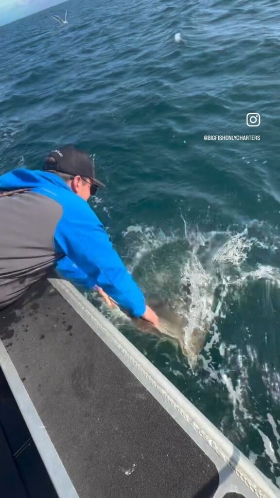 King Tide Hog-tober Fest reel 4