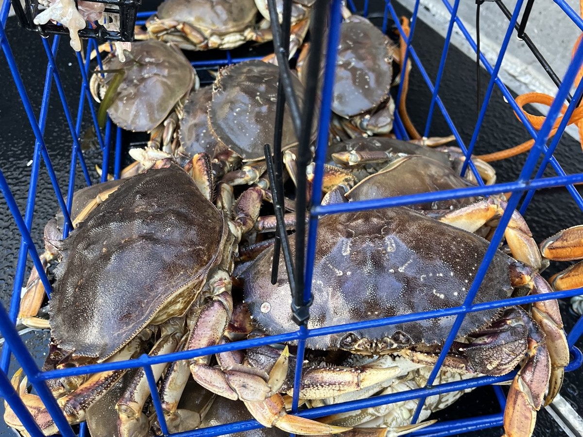 Dungeness crab in a trap on a King Tide winter fishing trip in Sooke